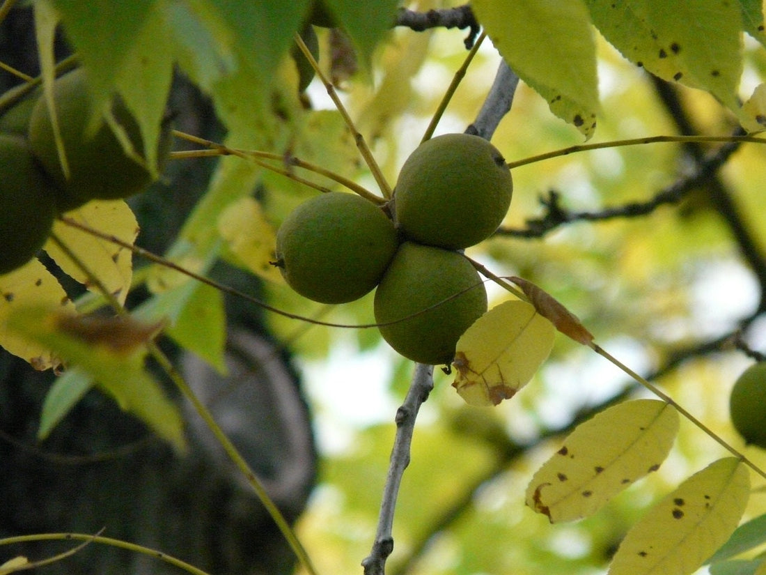 Die Heilkraft der Schwarzen Walnuss – Traditionelle Anwendungen