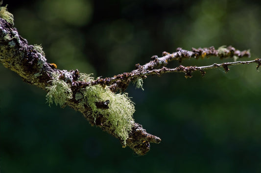 Bartflechte (Usnea barbata) – Traditionelle Anwendungen in der Naturheilkunde